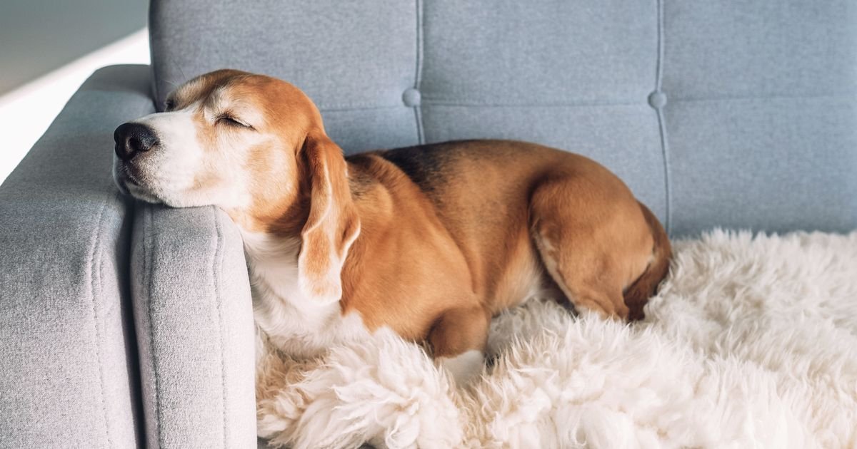 Expert Dog Trainer Weighs In: Should Pets Be on Furniture?